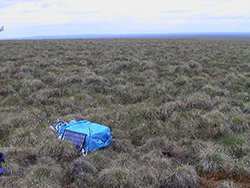 Tussock Tundra